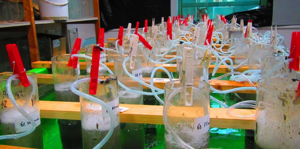 Onderzoek naar Phytophthora in zeegraszaad in het lab van de Radboud Universiteit 