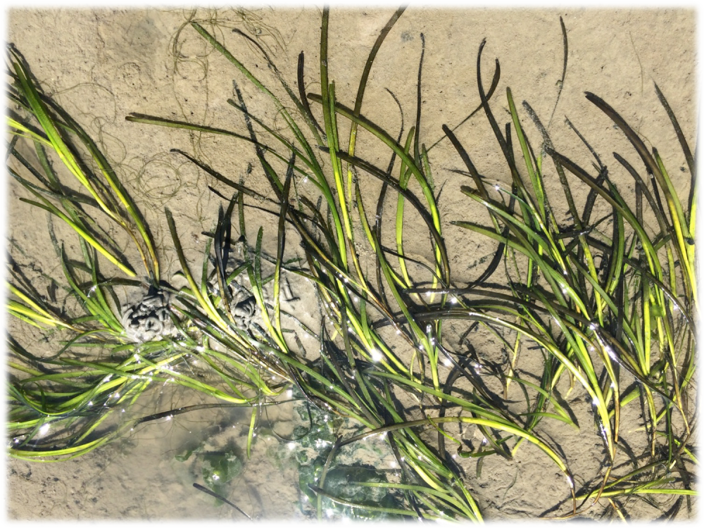 Een pol groot zeegras op Balgzand (juli 2014)
