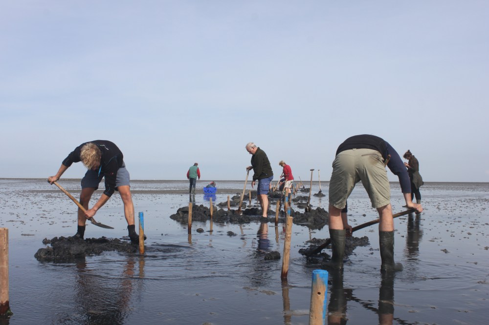 Aanleg van proefvlakken op Texel door the Fieldwork Company en vrijwilligers