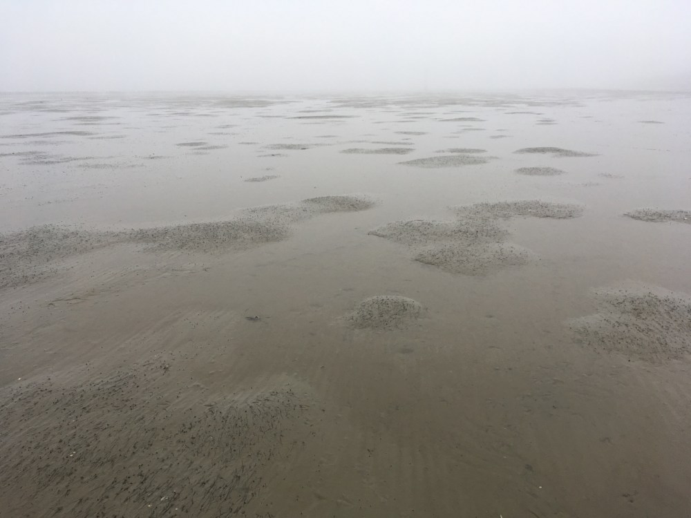 Kenmerkende zeegrasreliëf op winters wad bij De Noordkaap, Groningen