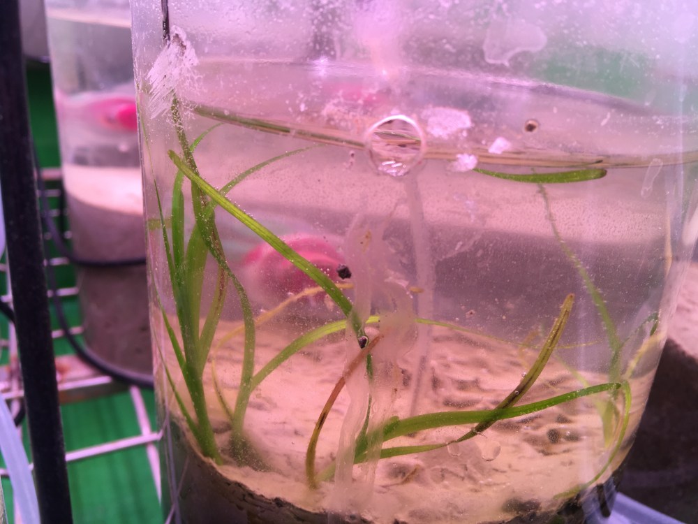 Groot zeegras zaailing in labopstelling